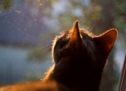 英雄联盟总决赛赛程-力量的迁徙，从快船绝境到武切维奇的绿茵艺术