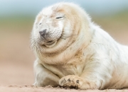 -雪崩式完胜！金玟哉化身禁区猛兽—解析马赛如何让美加墨世界杯的聚光灯提前聚焦