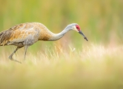 英雄联盟总决赛2025-几内亚的土壤对抗巴黎的草坪，迪巴拉如何用野蛮生长的足球，在英超的精密机器中奏响管风琴