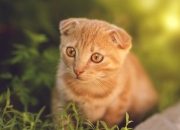 LOL决赛-疯狂跨界！深圳队制霸热火之夜，西亚卡姆在F1街道赛接管比赛