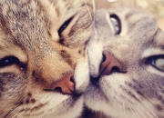 英雄联盟总决赛直播-狂澜一人起，悬念三节休，西亚卡姆如何导演世界排名争夺战的早退？