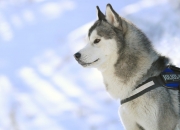 英雄联盟总决赛赛程-冷血刺客范弗利特，当麦迪逊的喧嚣化作他耳边的寂静，湖人的星光在纽约熄灭