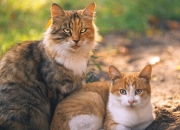 英雄联盟总决赛时间-爆冷方程式，当突尼斯足球军团拦截NBA季后赛的红色狂潮