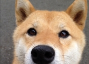 英雄联盟总决赛-数据错位之夜，当塔图姆介入篮网与独行侠的胜负天平