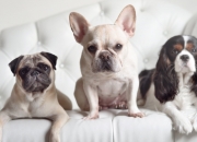 英雄联盟总决赛赛程-西甲国家德比之夜，阿劳霍，用最冷血防守赢得最热烈掌声