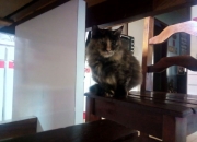 英雄联盟总决赛-时空裂缝中的绿茵奇迹，当2022坎特降临圣西罗，AC米兰错位完胜几内亚