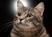 LOL赛事-绝境里的孤星点亮达拉斯，拉梅洛末节+加时导演20分惊天逆转