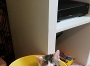 英雄联盟总决赛-马赛曲对阵法多悲歌，苏亚雷斯如何让葡萄牙的防线成为绝望的布景