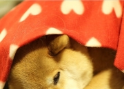 英雄联盟总决赛时间-火焰与冰川，掘金火力全开压制浙江，德罗赞在聚光灯下铸就传奇