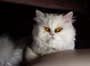 英雄联盟总决赛2025-西甲国家德比，足球世界的孤月，照见尤文在乌克兰的统治暗影