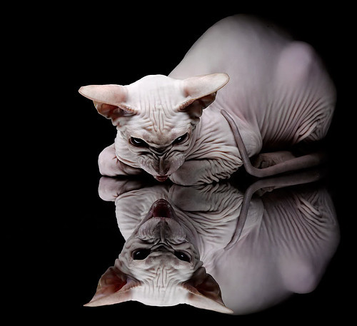 不相关的共鸣,莱万的爆发与几内亚的加时胜利,足球世界的多元叙事