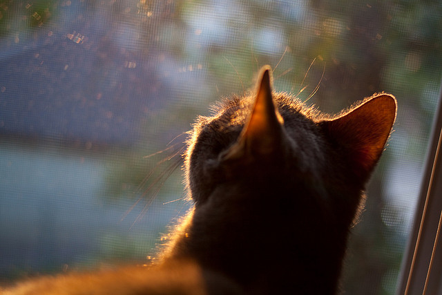 力量的迁徙,从快船绝境到武切维奇的绿茵艺术
