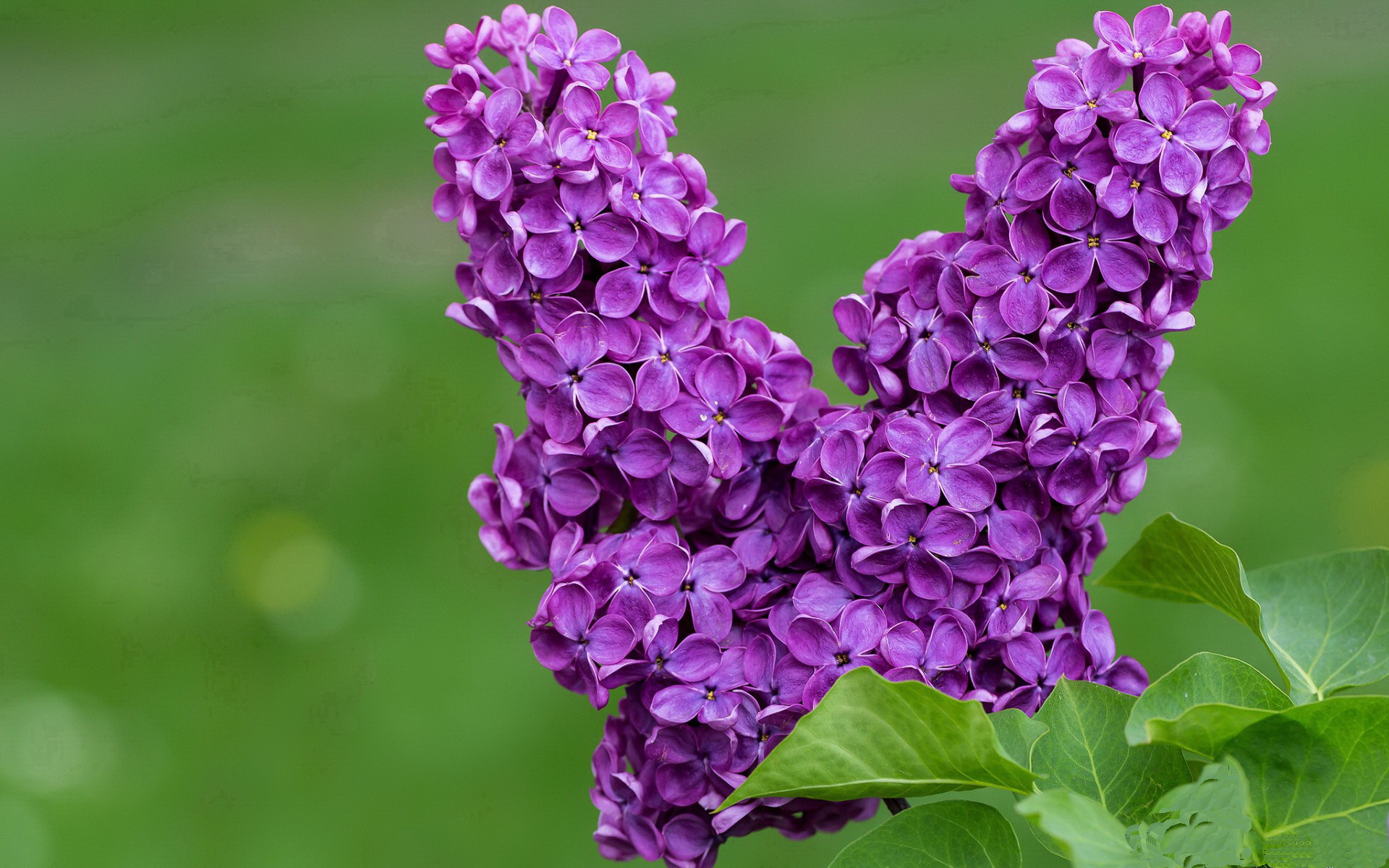 赛道与球场的双城记，当F1迈阿密心跳追平雄鹿致命绝杀