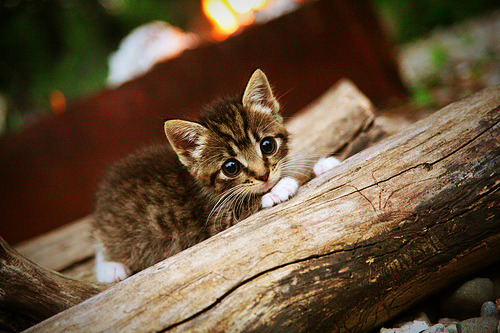 狂澜一人起，悬念三节休，西亚卡姆如何导演世界排名争夺战的早退？