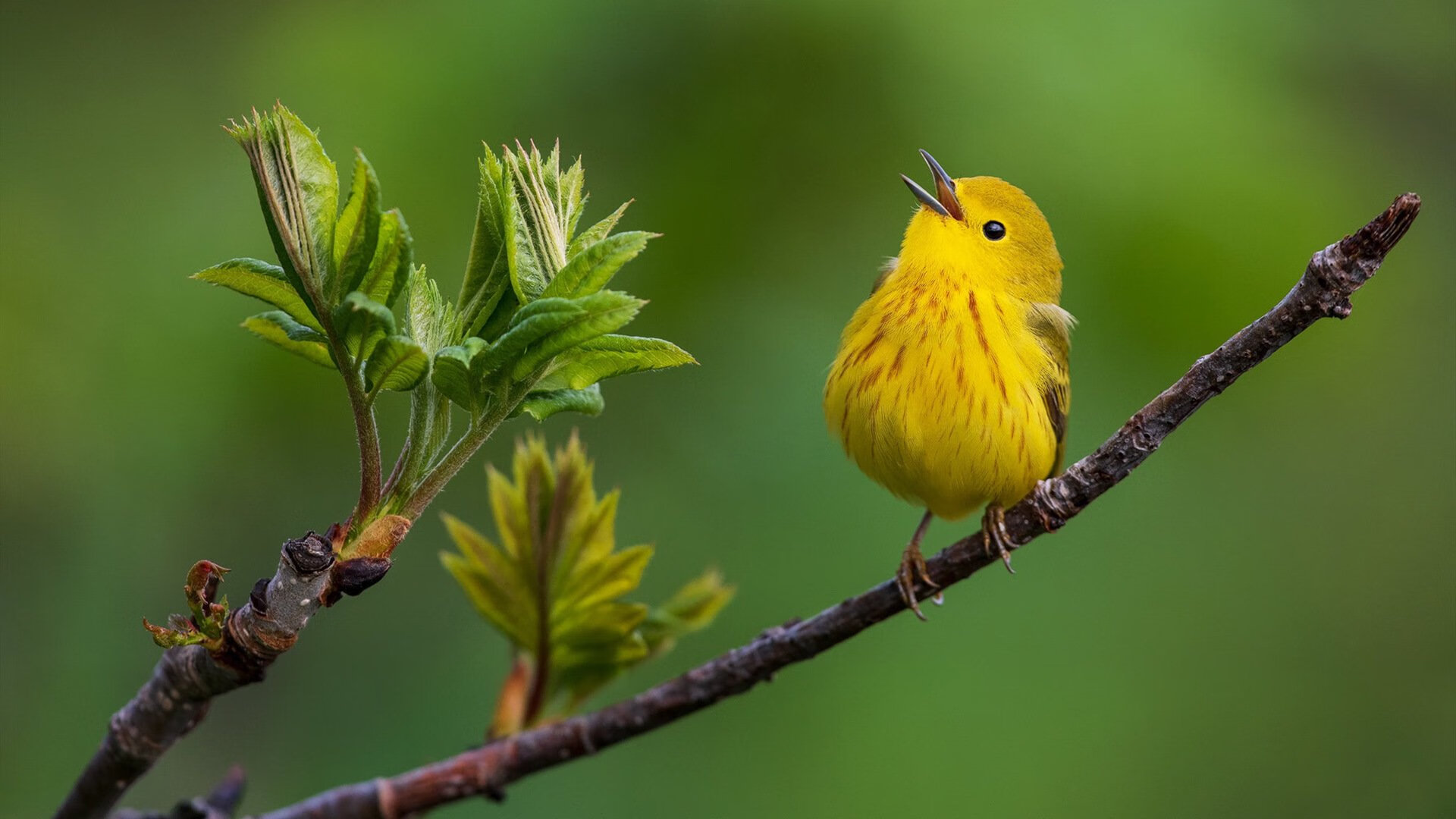 三笘薰终场爆发改写剧本!日本新翼对决瑞典巅峰,尼斯之战决胜未来