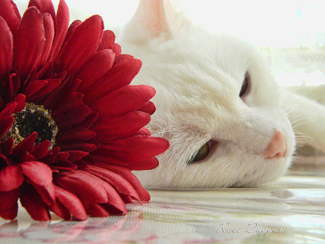 他乡的权杖,当巴黎加冕之日,卢卡库正接管伦敦