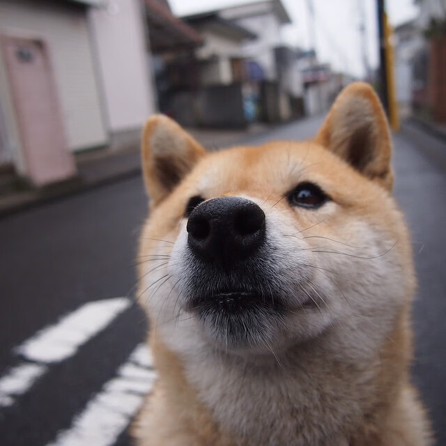 绿茵场上的丝路对决,当波斯铁骑遭遇红黑军团,特奥一锤定音