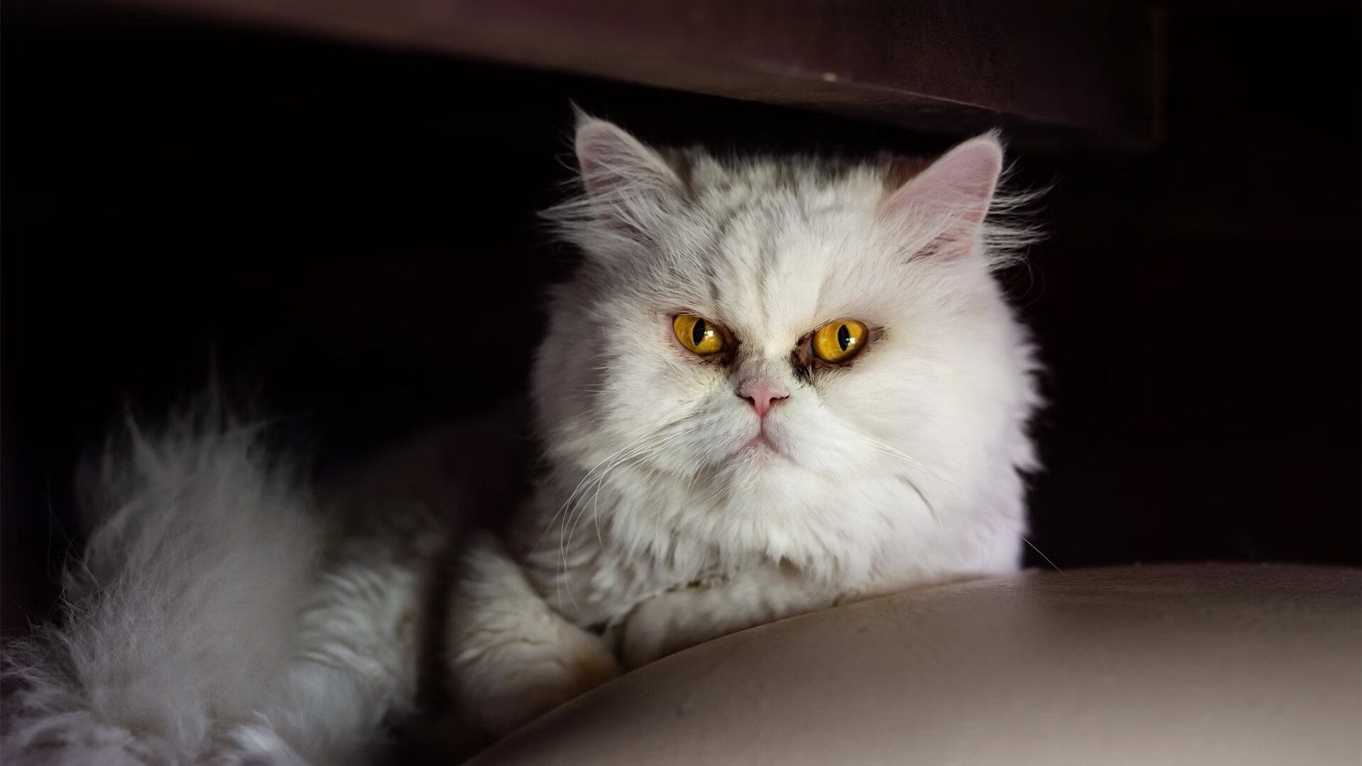 逆转基因,从奥纳纳到伊拉克,竞技体育的终极悬念