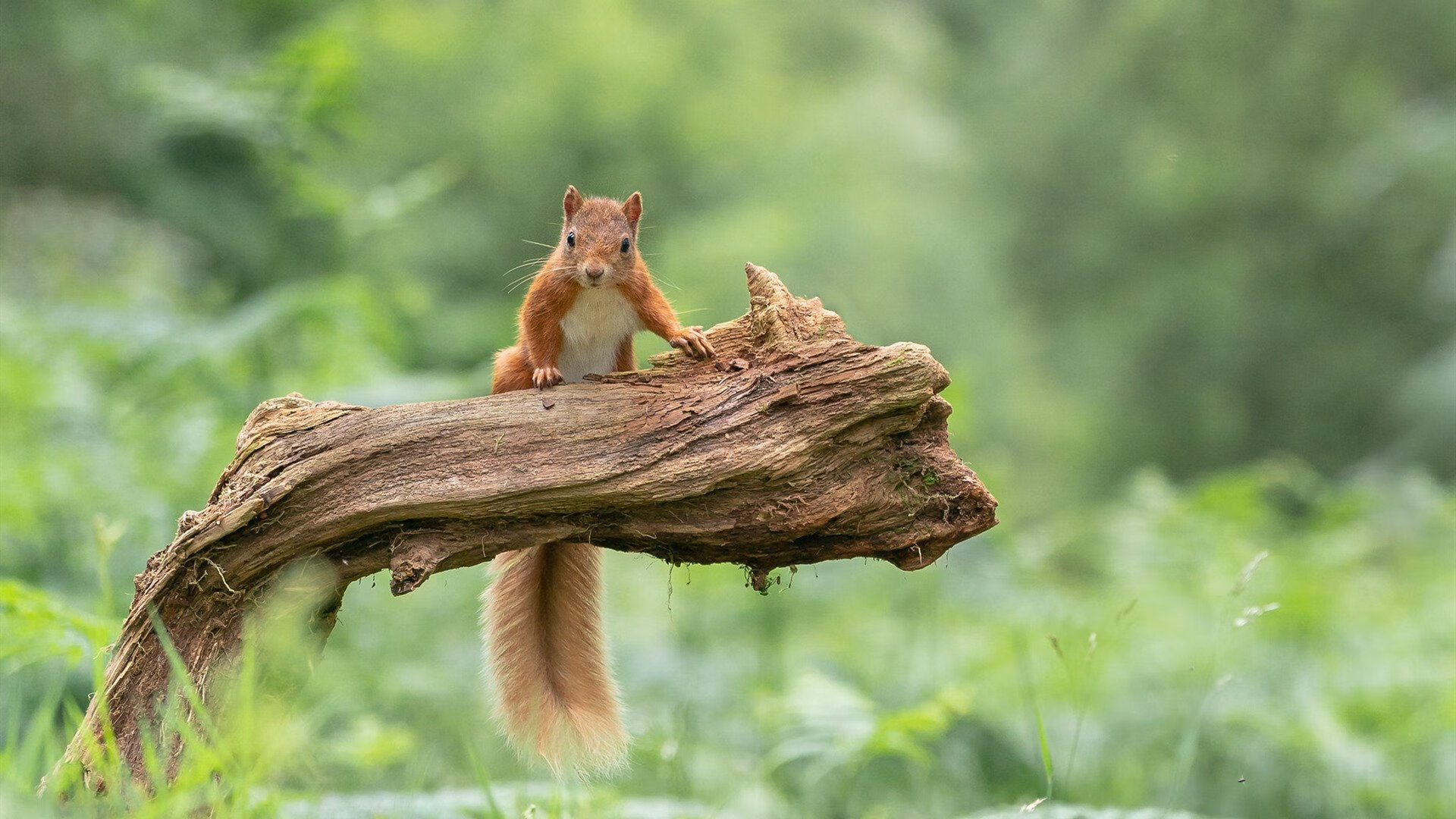 沉默王牌打破京辽壁垒,贝恩的非典型刺杀如何改写CBA旧秩序