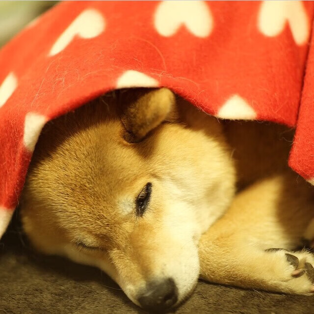 火焰与冰川，掘金火力全开压制浙江，德罗赞在聚光灯下铸就传奇