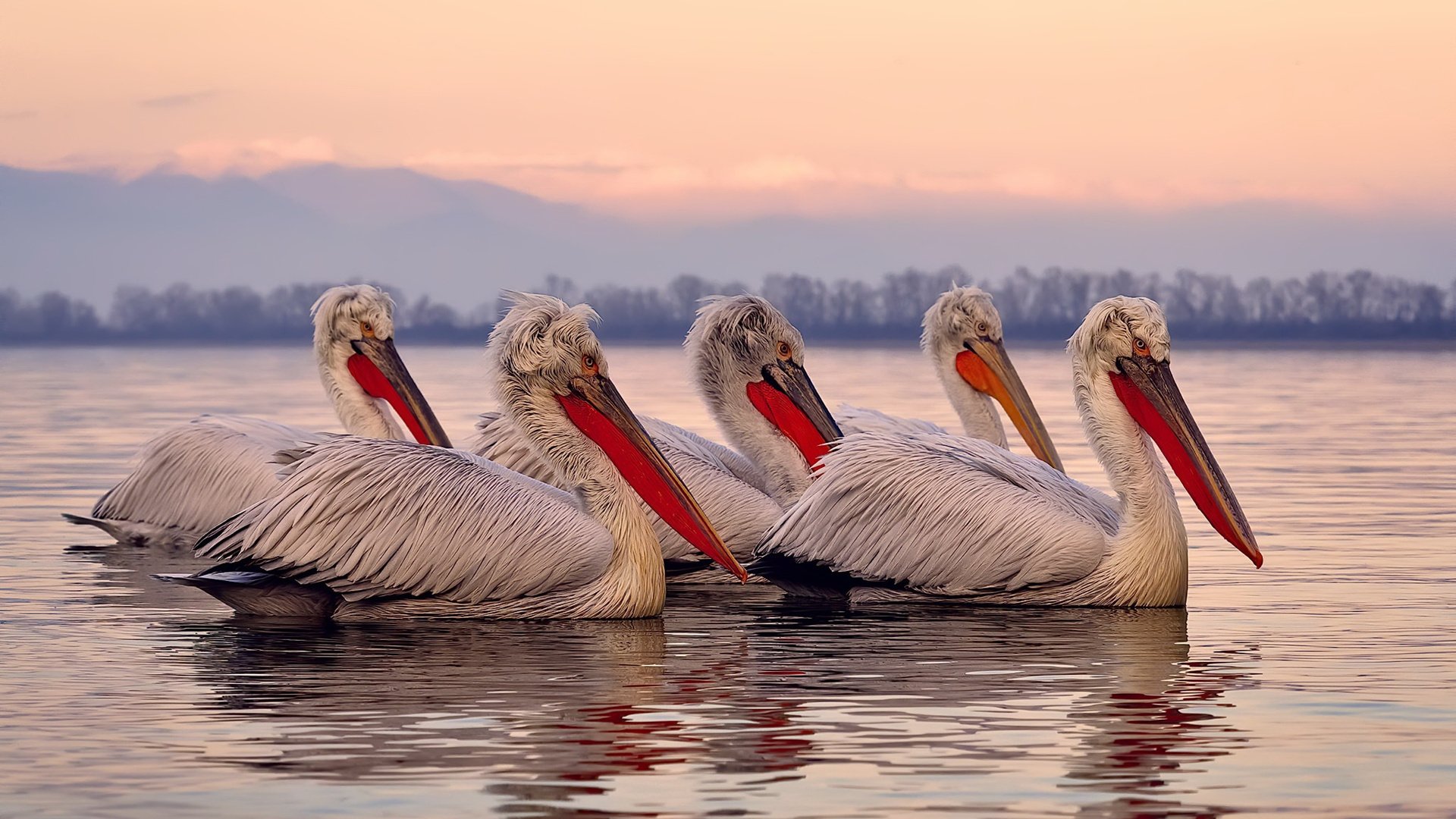 篮球双星闪耀，广东队生死战逆袭火箭，文班亚马焦点战证名