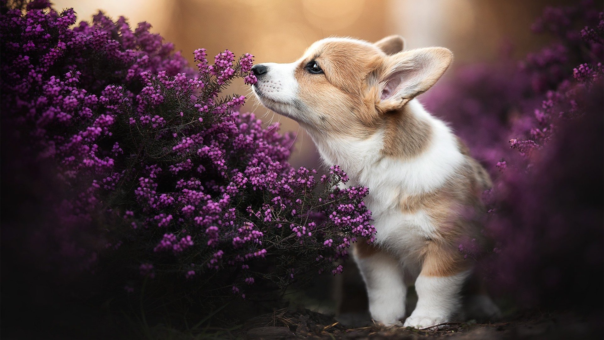奇迹日，逆转与主宰，体育史上那些跨越时空的共鸣