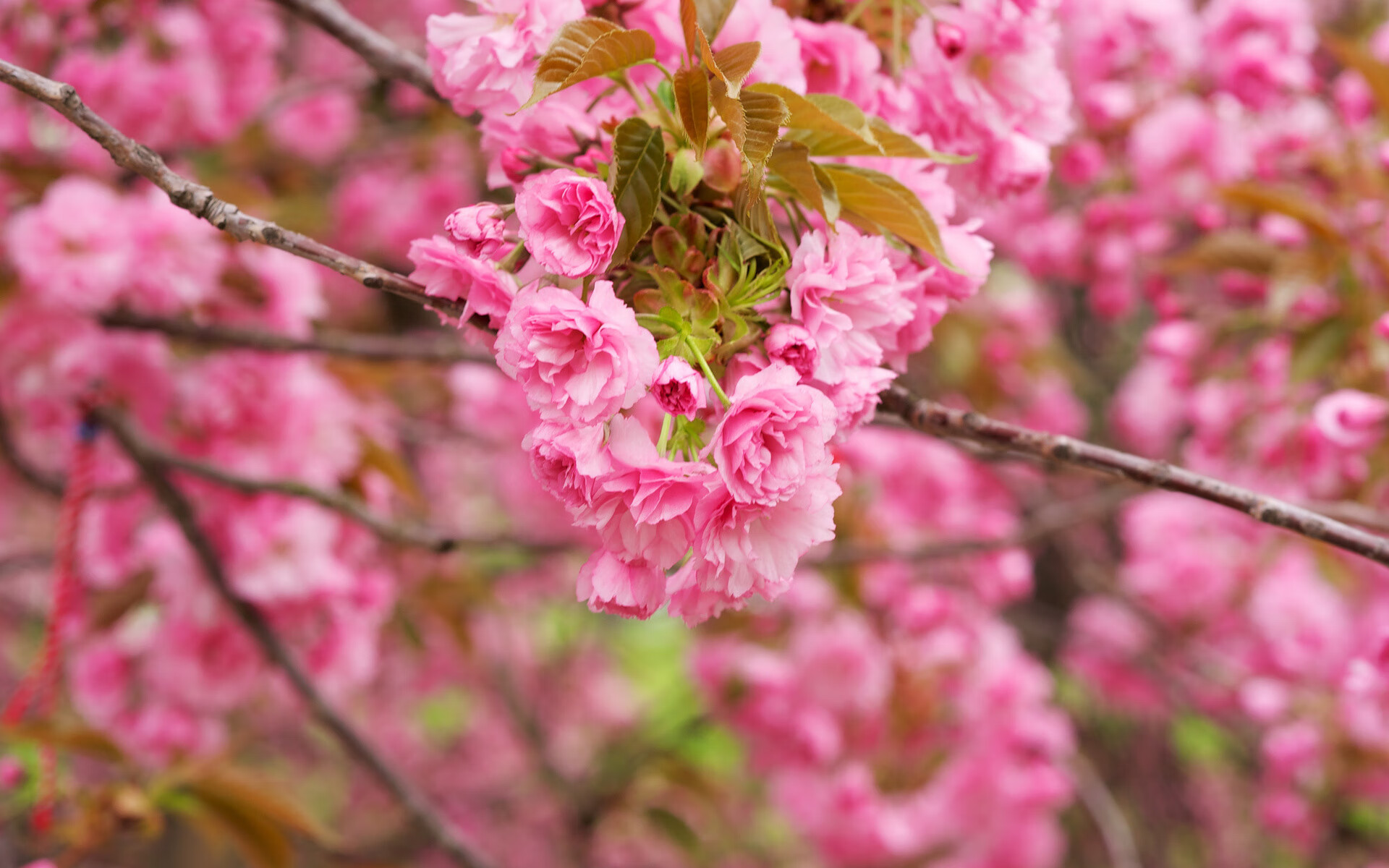 绿洲绝响，2026世界杯C组生死战，沙特铁血防线绝杀哥伦比亚，努涅斯封神之夜